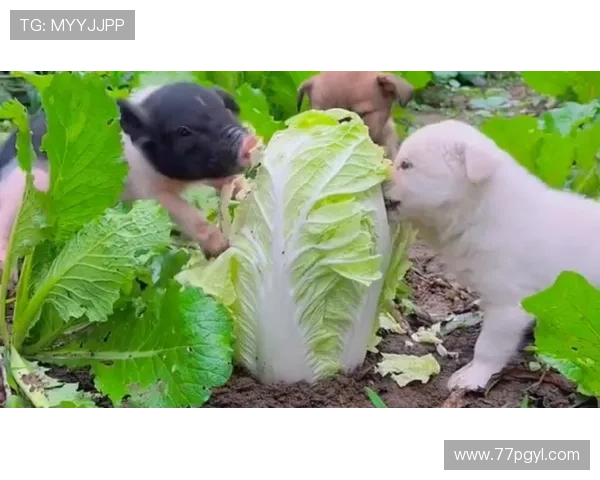 搞笑白菜的表情包：让你笑到停不下来！